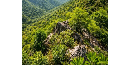 अरावली विवाद पर सुप्रीम कोर्ट का ब्रेक, विशेषज्ञ समिति गठित करने के निर्देश 
